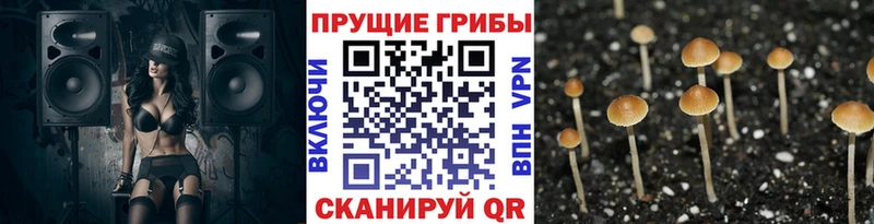 KRAKEN сайт Подольск Галлюциногенные грибы Cubensis